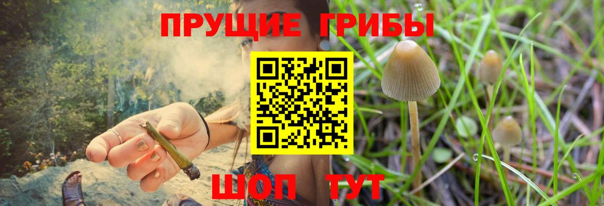 Галлюциногенные грибы Psilocybe Ликино-Дулёво